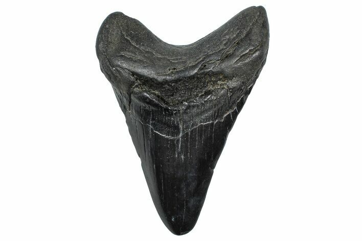 Fossil Megalodon Tooth - South Carolina #362446